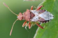 Rhopalus subrufus