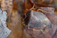 Palomena prasina
