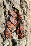 Pyrrhocoris apterus