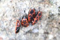 Pyrrhocoris apterus
