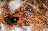 Melanocoryphus albomaculatus