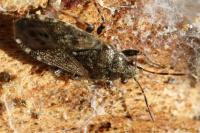 Heterogaster urticae