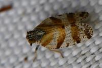 Tachycixius venustulus