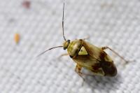 Lygus pratensis