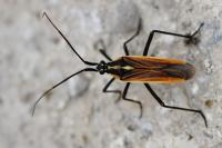 Leptopterna dolabrata