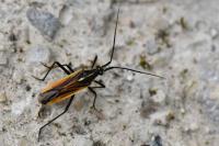 Leptopterna dolabrata