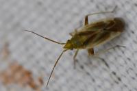 Amblytylus nasutus