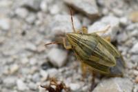 Aelia acuminata