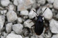 Capsus ater