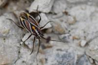 Horistus orientalis