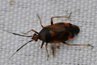 Deraeocoris ruber