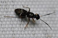 Globiceps sphaegiformis