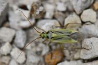 Stenotus binotatus