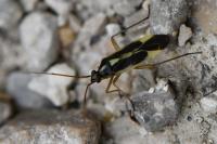 Stenotus binotatus