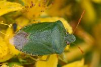 Palomena prasina