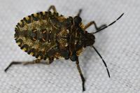 Pentatoma rufipes