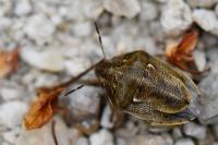 Neottiglossa leporina