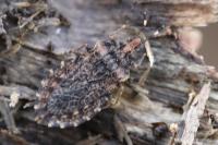 Aradus ribauti