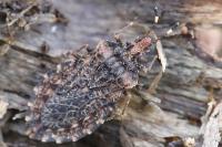 Aradus ribauti