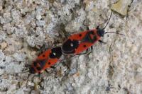 Melanocoryphus albomaculatus