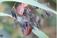 Graphosoma italicum