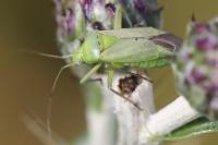 Closterotomus norwegicus