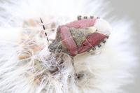 Dolycoris baccarum