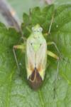 Closterotomus norwegicus