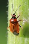 Deraeocoris ruber