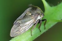 Centrotus cornutus