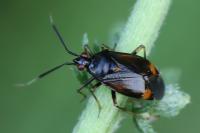 Deraeocoris ruber