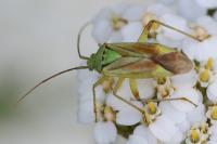 Closterotomus norwegicus