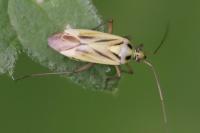 Stenotus binotatus