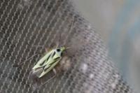 Stenotus binotatus