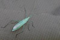 Megaloceroea recticornis