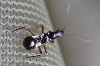 Himacerus mirmicoides
