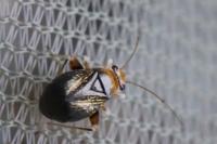 Halticus luteicollis