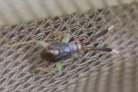 Heterotoma planicornis