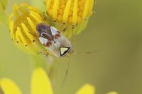 Lygus pratensis