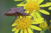 Coreus marginatus