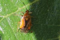 Deraeocoris ruber