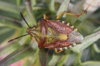Carpocoris purpureipennis