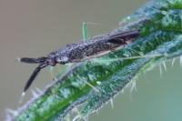 Heterotoma planicornis