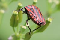 Graphosoma italicum