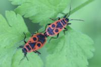 Pyrrhocoris apterus