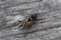 Xanthochilus quadratus