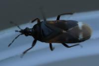 Anthocoris