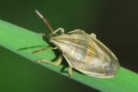 Aelia acuminata