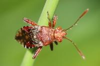 Rhopalus subrufus
