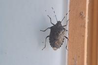 Rhaphigaster nebulosa